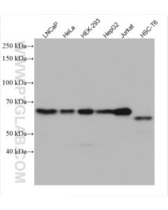 E2F1 Monoclonal antibody proteintech 66515-1-Ig