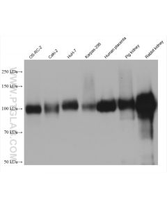DPP4/CD26 Monoclonal antibody proteintech 68383-1-Ig