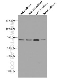 EIF2AK2, PKR Monoclonal antibody proteintech 66646-1-Ig