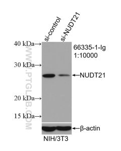NUDT21 Monoclonal antibody proteintech 66335-1-Ig