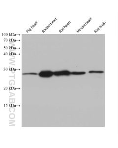 CHCHD3/MIC19 Monoclonal antibody proteintech 68259-1-Ig