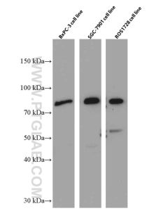 Periostin Monoclonal antibody proteintech 66491-1-Ig