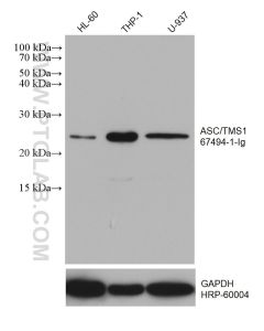 ASC/TMS1 Monoclonal antibody proteintech 67494-1-Ig