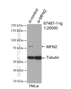 MFN2 Monoclonal antibody proteintech 67487-1-Ig