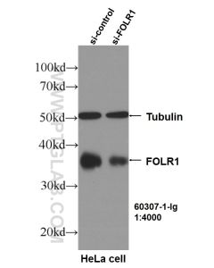 FOLR1 Monoclonal antibody proteintech 60307-1-Ig