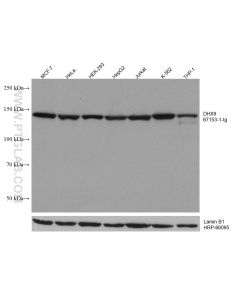 DHX9 Monoclonal antibody proteintech 67153-1-Ig