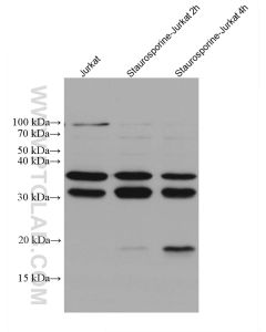 Caspase 7 Monoclonal antibody proteintech 67956-1-Ig