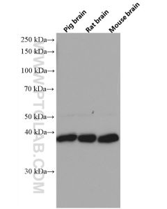 STOML2 Monoclonal antibody proteintech 60052-1-Ig
