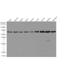 Beclin 1 Monoclonal antibody proteintech 66665-1-Ig