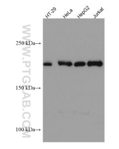 ERCC5 Monoclonal antibody proteintech 67055-1-Ig