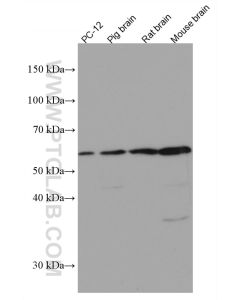 MMP3 Monoclonal antibody proteintech 66338-1-Ig