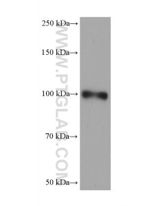 ENPP2 Monoclonal antibody proteintech 68724-1-Ig