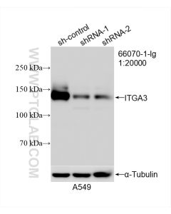 Integrin Alpha 3 Monoclonal antibody proteintech 66070-1-Ig
