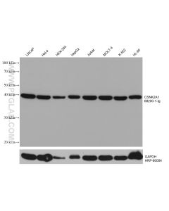 CSNK2A1 Monoclonal antibody proteintech 68200-1-Ig