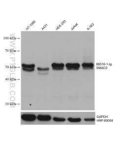 SMAD3 Monoclonal antibody proteintech 66516-1-Ig