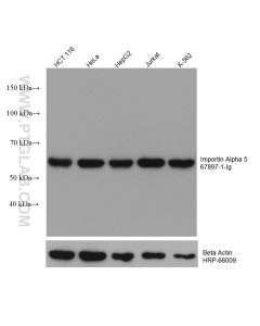 Importin Alpha 5 Monoclonal antibody proteintech 67897-1-Ig