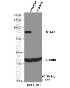 STAT3 Monoclonal antibody proteintech 60199-1-Ig
