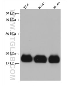 IFITM1-Specific Monoclonal antibody proteintech 60074-1-Ig