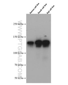 CD22 Monoclonal antibody proteintech 66103-1-Ig