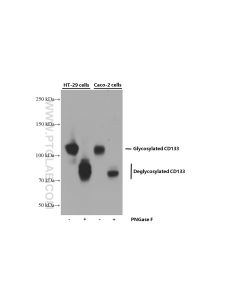 CD133 Monoclonal antibody proteintech 66666-1-Ig