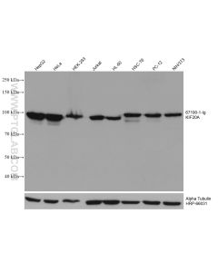 KIF20A Monoclonal antibody proteintech 67190-1-Ig