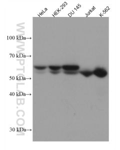 UAP1 Monoclonal antibody proteintech 67545-1-Ig