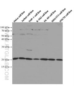 TWIST2 Monoclonal antibody proteintech 66544-1-Ig