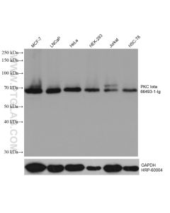 PKC Iota Monoclonal antibody proteintech 66493-1-Ig