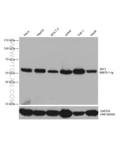 IRF3 Monoclonal antibody proteintech 66670-1-Ig
