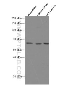 P4HA1 Monoclonal antibody proteintech 66101-1-Ig