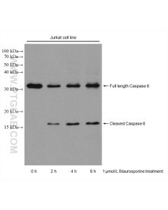 Caspase 6 Monoclonal antibody proteintech 67825-1-Ig