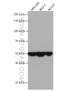 DKK3 Monoclonal antibody proteintech 66758-1-Ig