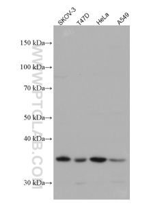 B7?H4 Monoclonal antibody proteintech 66817-1-Ig