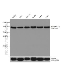 KU70,XRCC6 Monoclonal antibody proteintech 66607-1-Ig