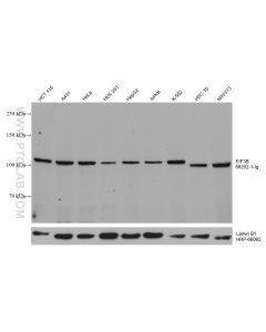 EIF3B Monoclonal antibody proteintech 68202-1-Ig