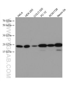 BAX Monoclonal antibody proteintech 60267-1-Ig