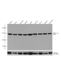 BAG6 Monoclonal antibody proteintech 66661-1-Ig