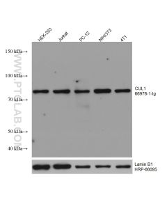 CUL1 Monoclonal antibody proteintech 66978-1-Ig