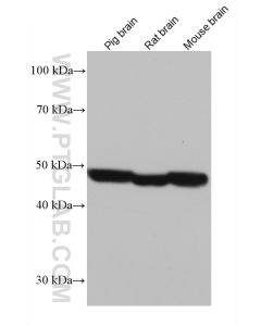 DFNA5/GSDME Monoclonal antibody proteintech 67731-1-Ig