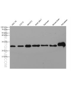 Bcl2 Monoclonal antibody proteintech 68103-1-Ig