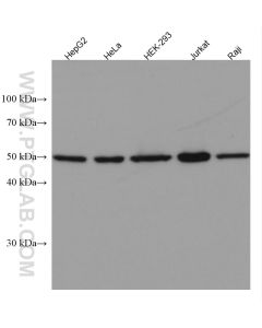 Cyclin A2 Monoclonal antibody proteintech 66391-1-Ig