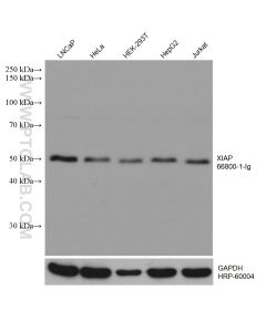 XIAP Monoclonal antibody proteintech 66800-1-Ig