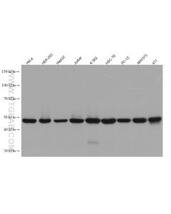 EEF1A1 Monoclonal antibody proteintech 67495-1-Ig