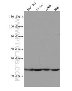 DNASE1L3 Monoclonal antibody proteintech 67041-1-Ig