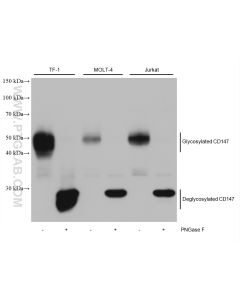 CD147 Monoclonal antibody proteintech 66443-1-Ig