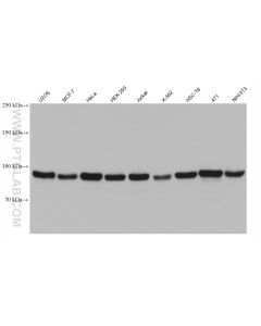 ATF6 Monoclonal antibody proteintech 66563-1-Ig