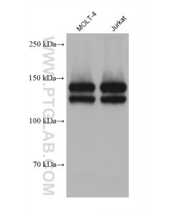 Integrin alpha 4 Monoclonal antibody proteintech 67040-1-Ig