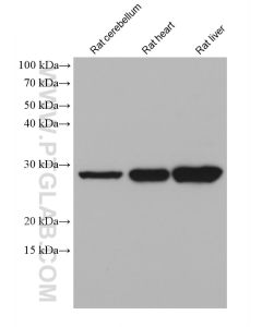ATP6 Monoclonal antibody proteintech 68442-1-Ig