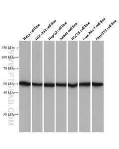 ATPB Monoclonal antibody proteintech 66600-1-Ig