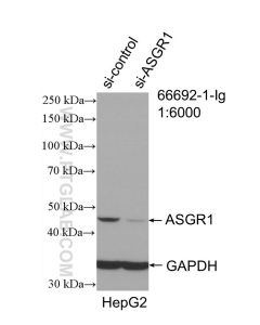 ASGR1 Monoclonal antibody proteintech 66692-1-Ig